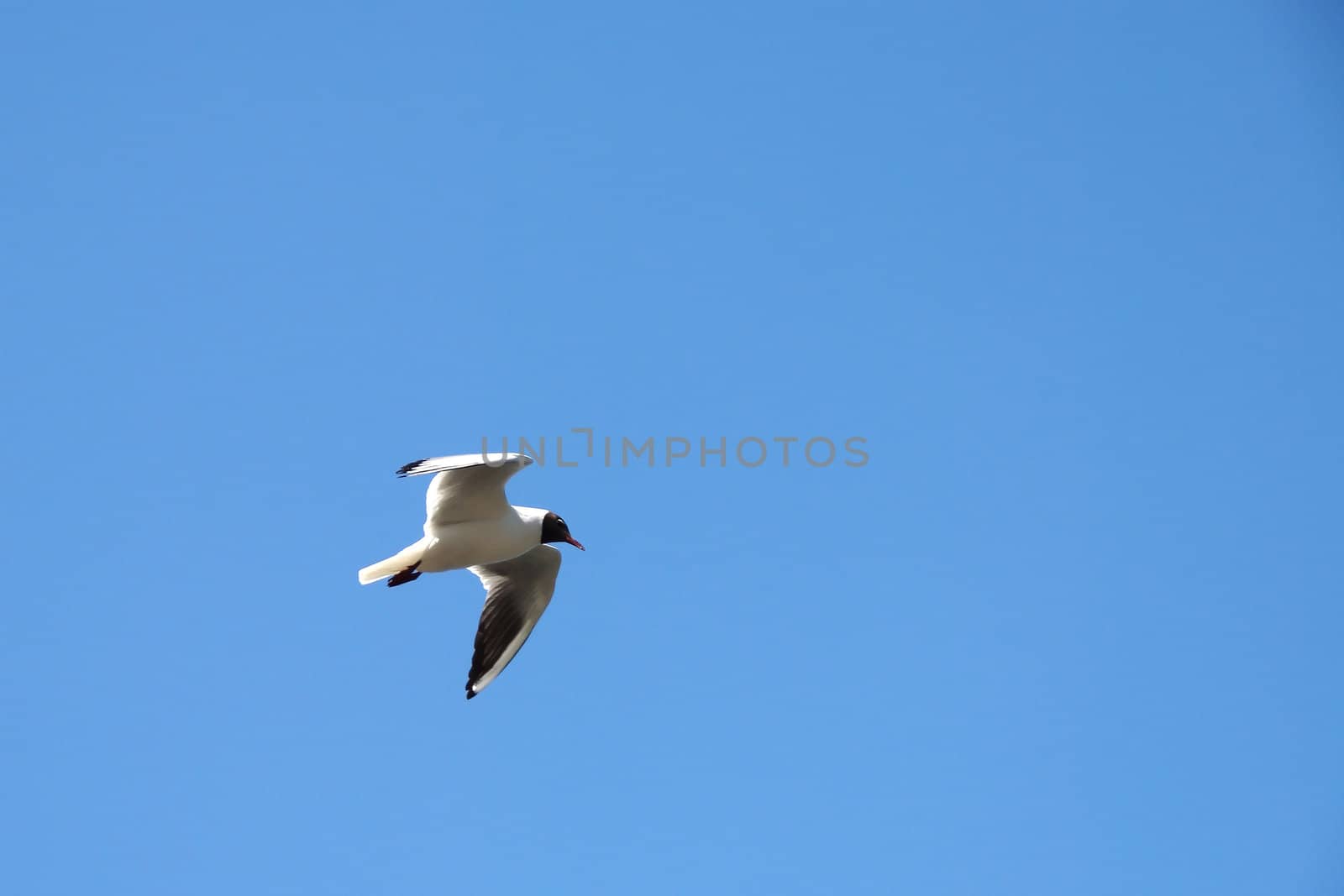 Seagull in a blue sky by Shpinat