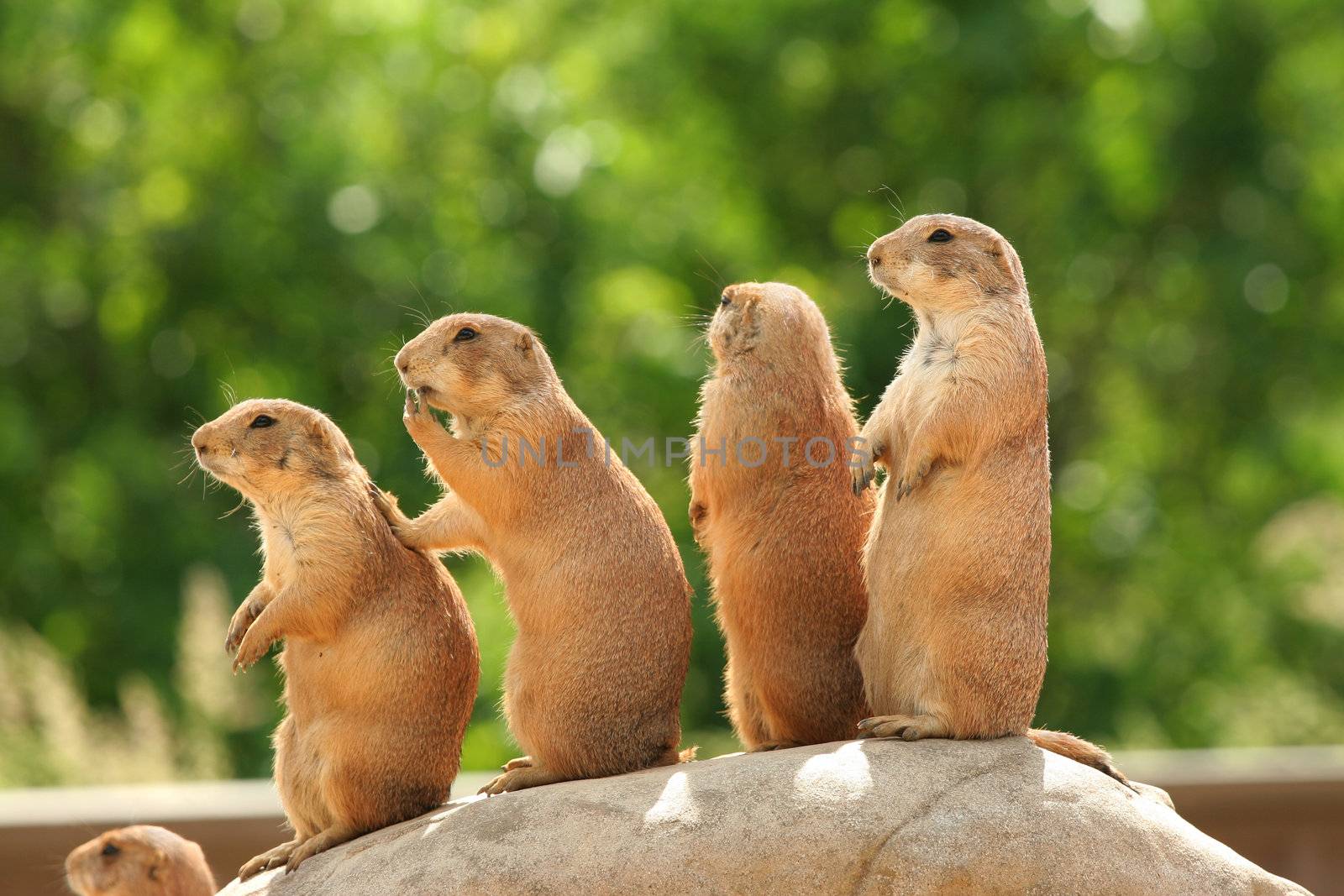 GRoup of prairie dogs standing on top of rock