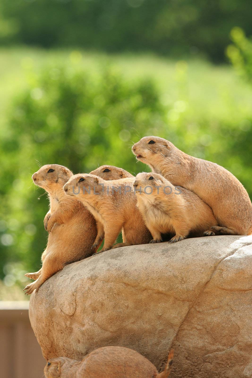 GRoup of prairie dogs standing on top of rock