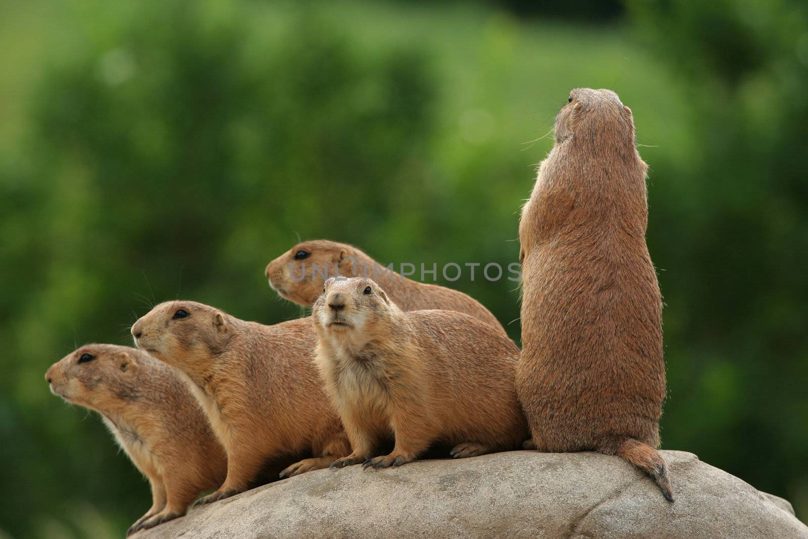 GRoup of prairie dogs standing on top of rock