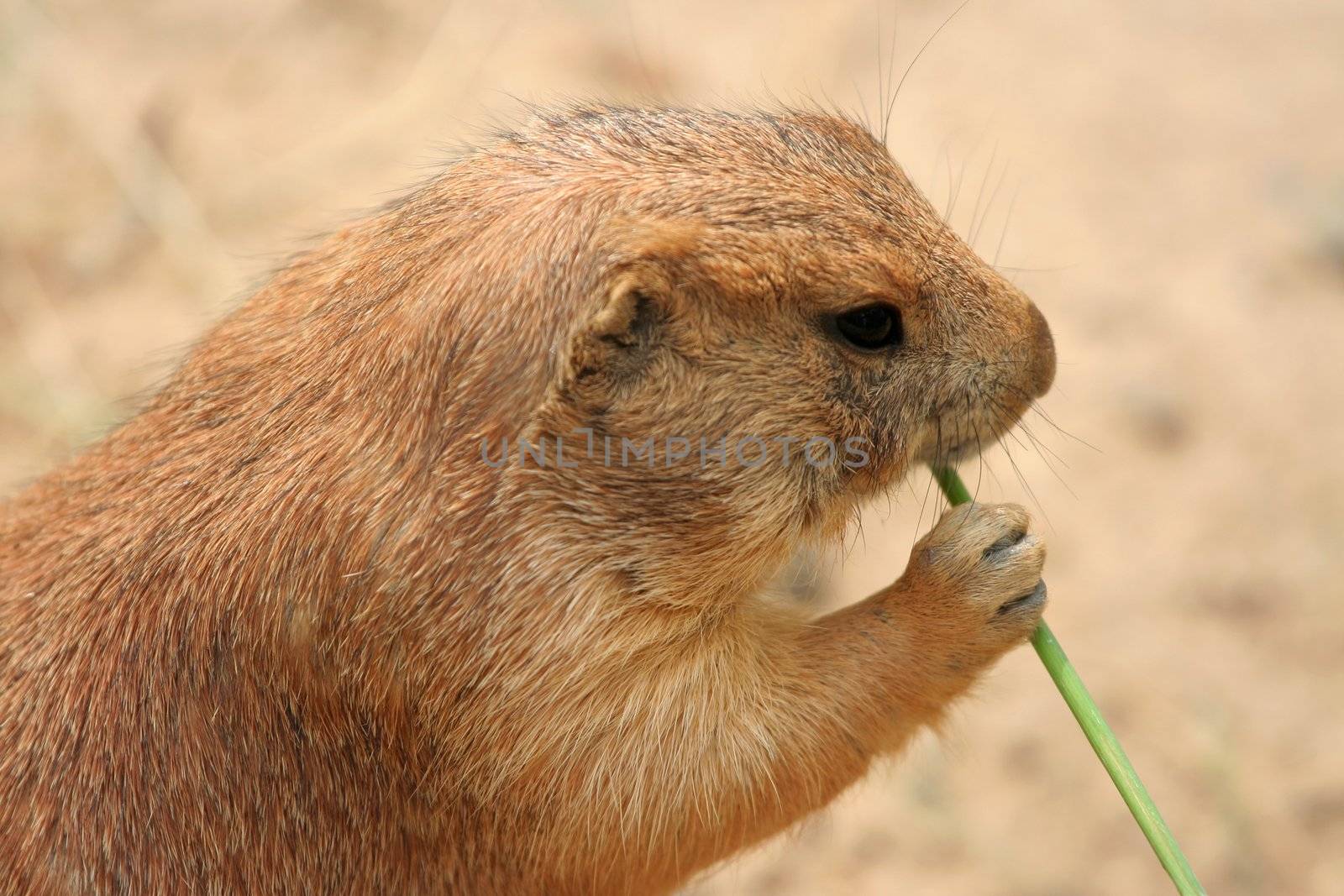 Prairie dog eating grass