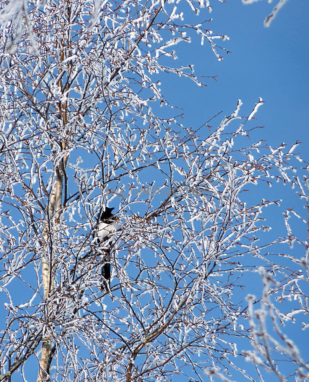 Magpie standing on the branch of a frosty tree by beautiful day