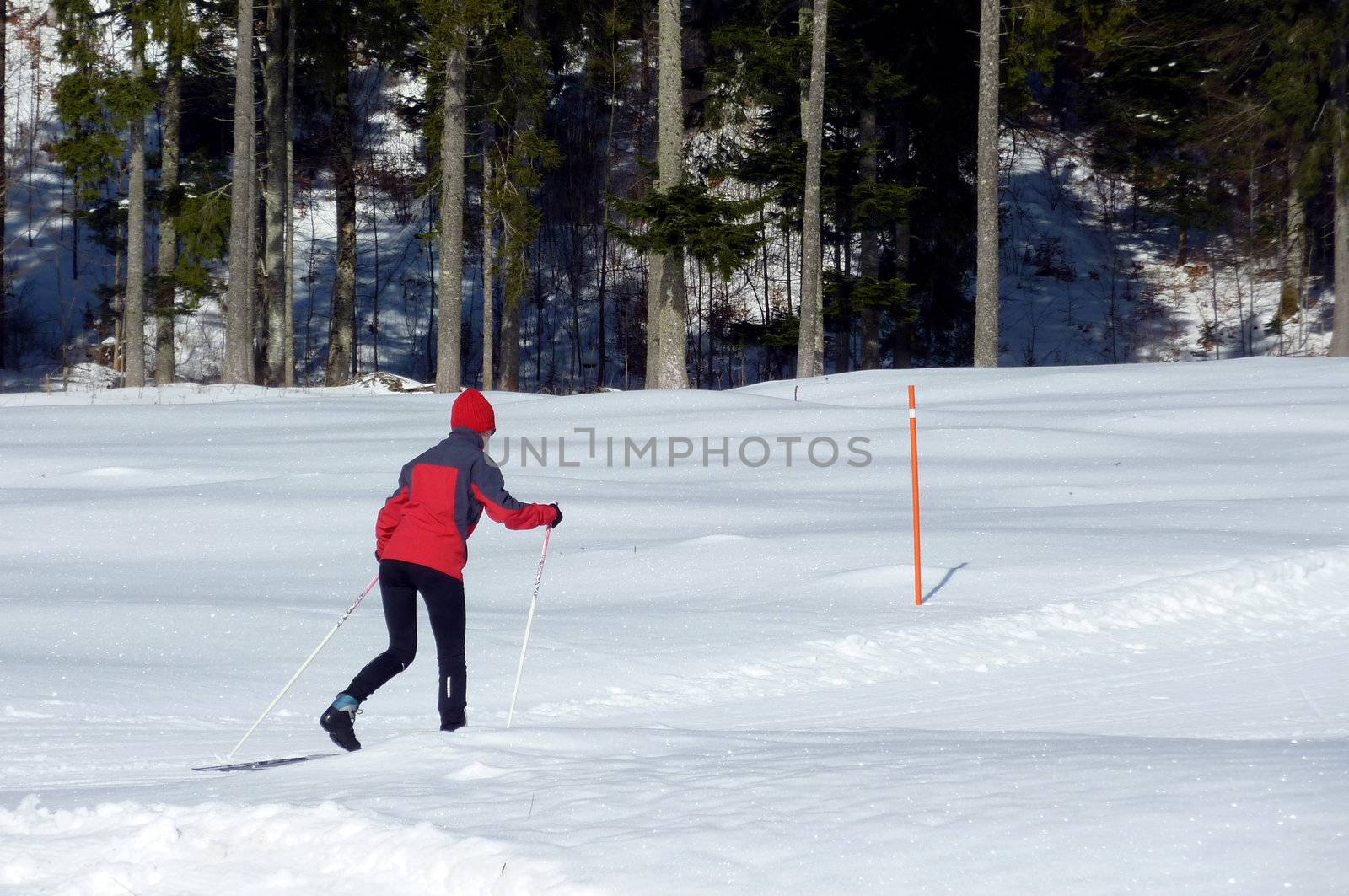 Red dressed cross country skier in front of a fir trees forest