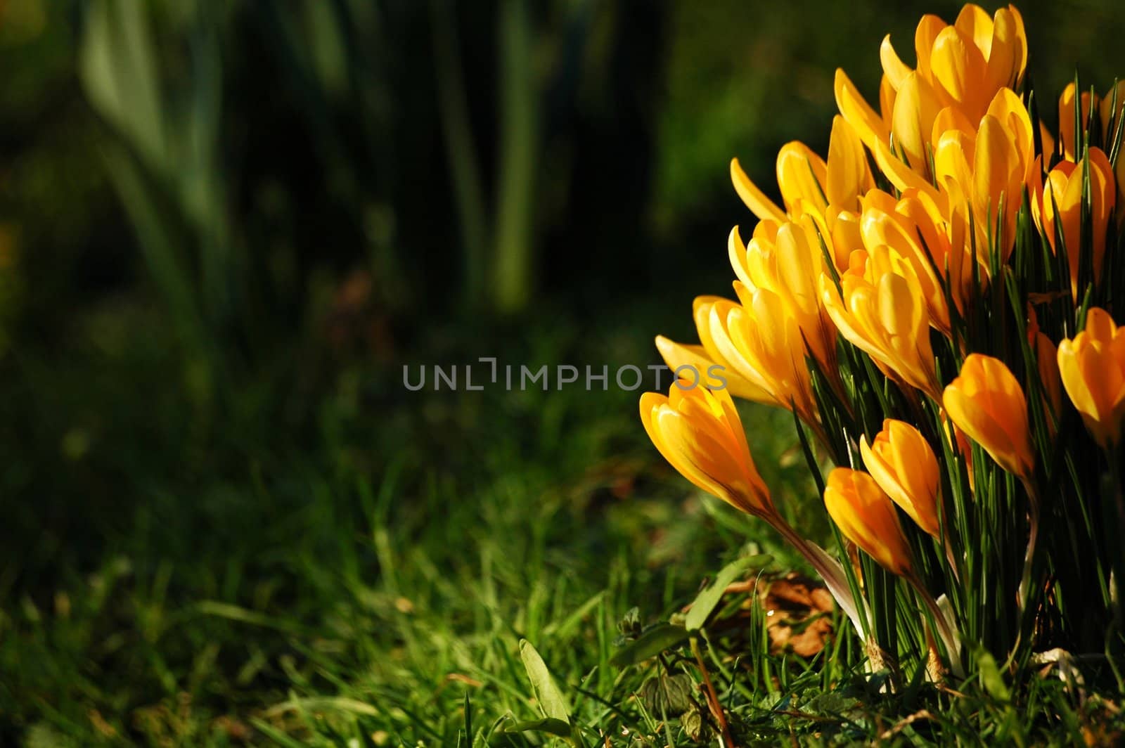 blooms of spring yellow flower, horizontally framed shot