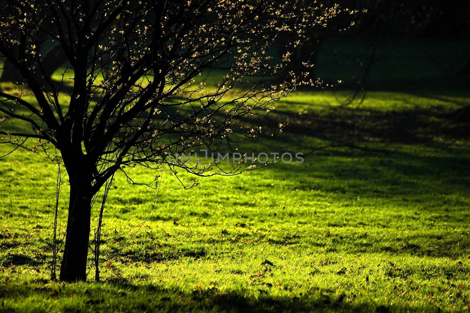 spring tree with bloom and green grass with light and shadow