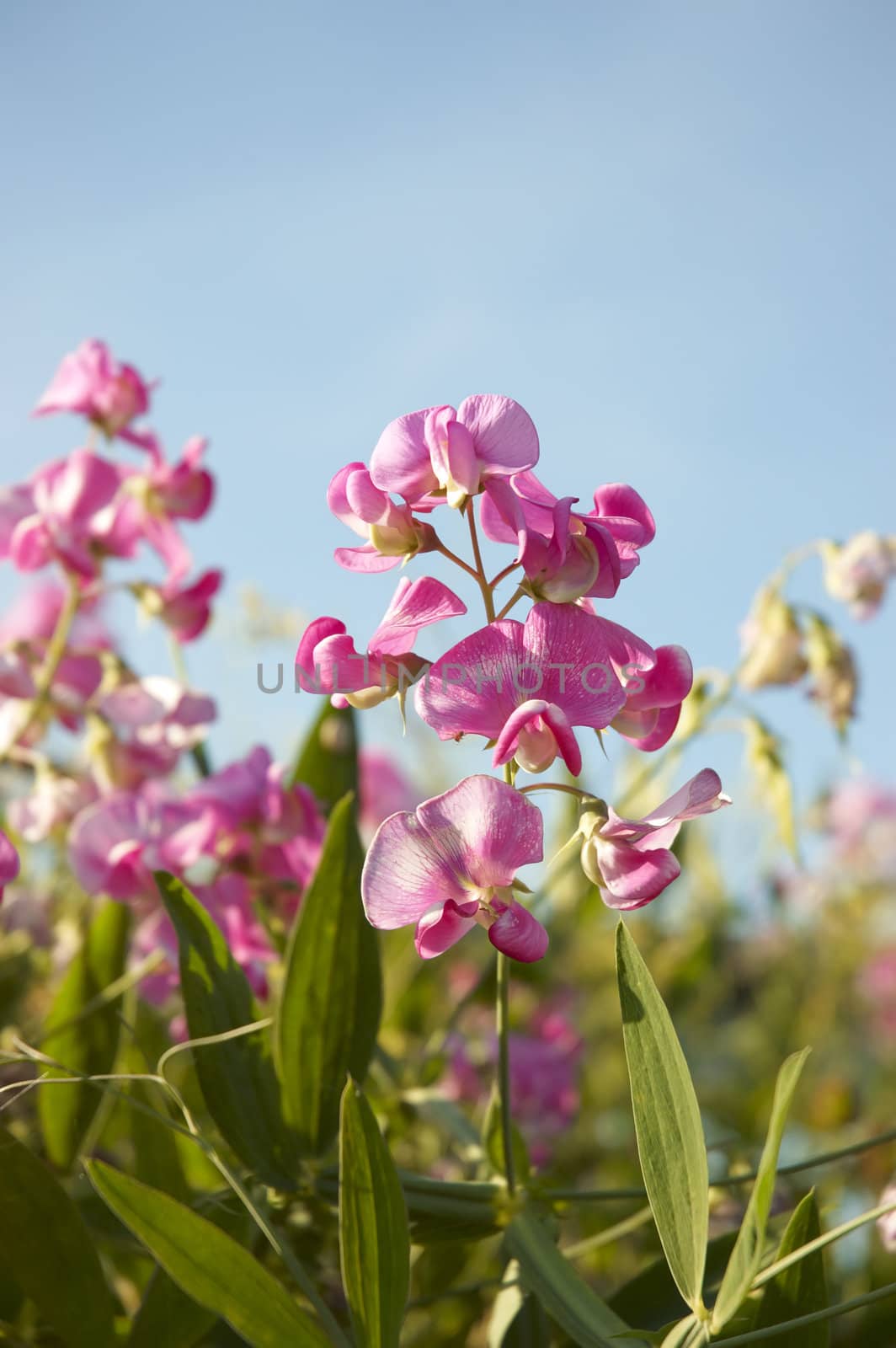 Pink blossoms of the Fireweed,  close-up