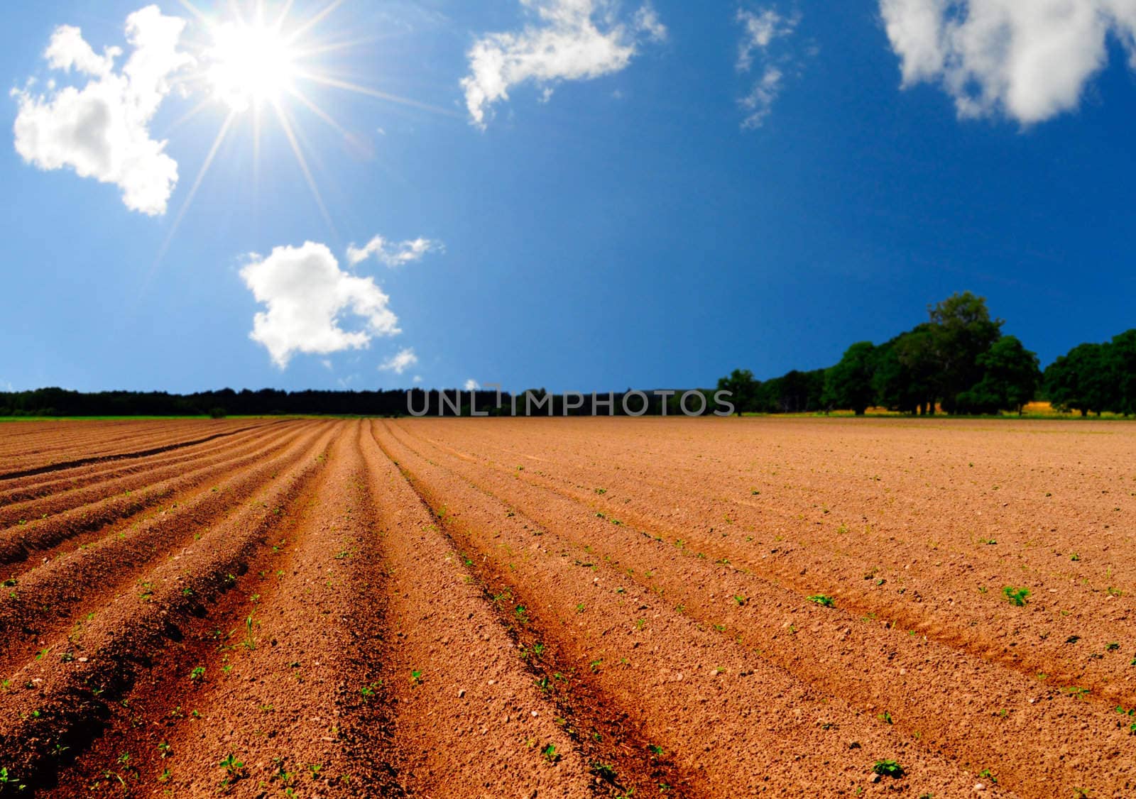 Agriculture land and bright shining sun