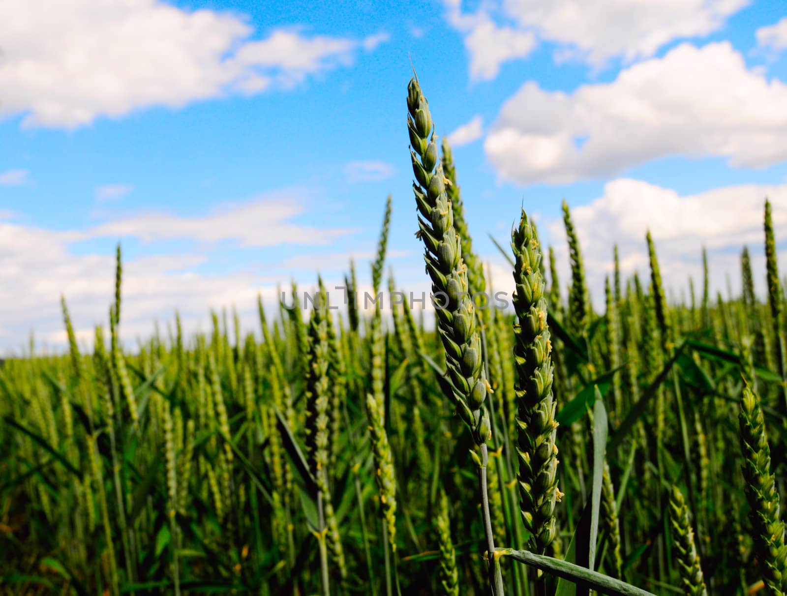 closeup of oat field