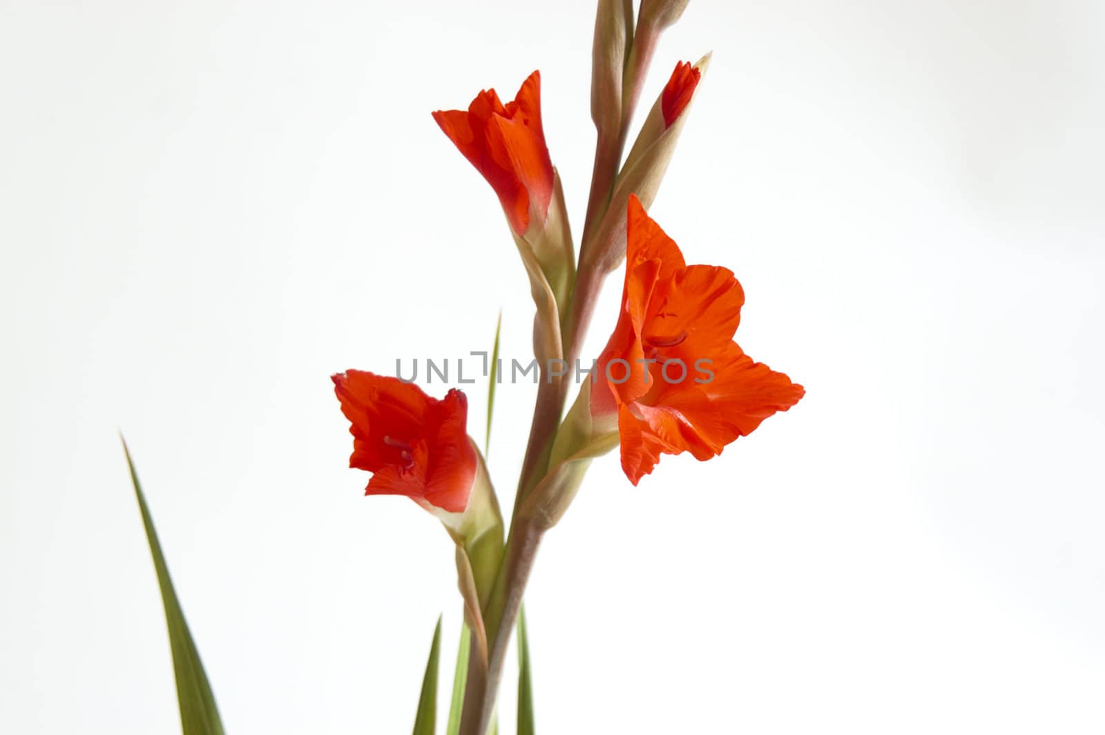 Red Gladiolus on a white background