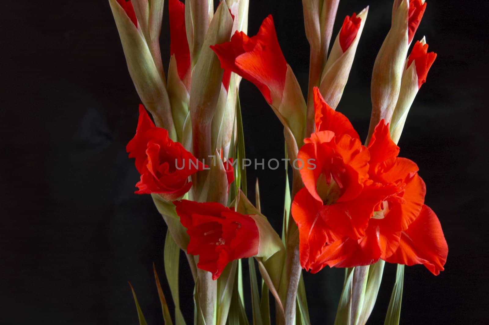 Red Gladiolus on a Black background