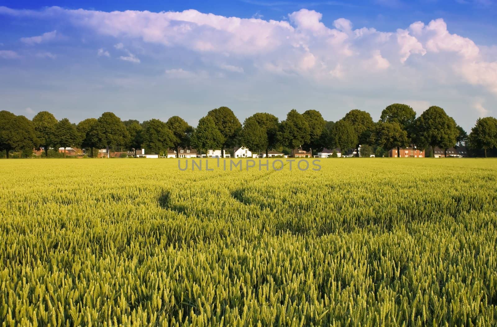 Picturesque landscape with wheat