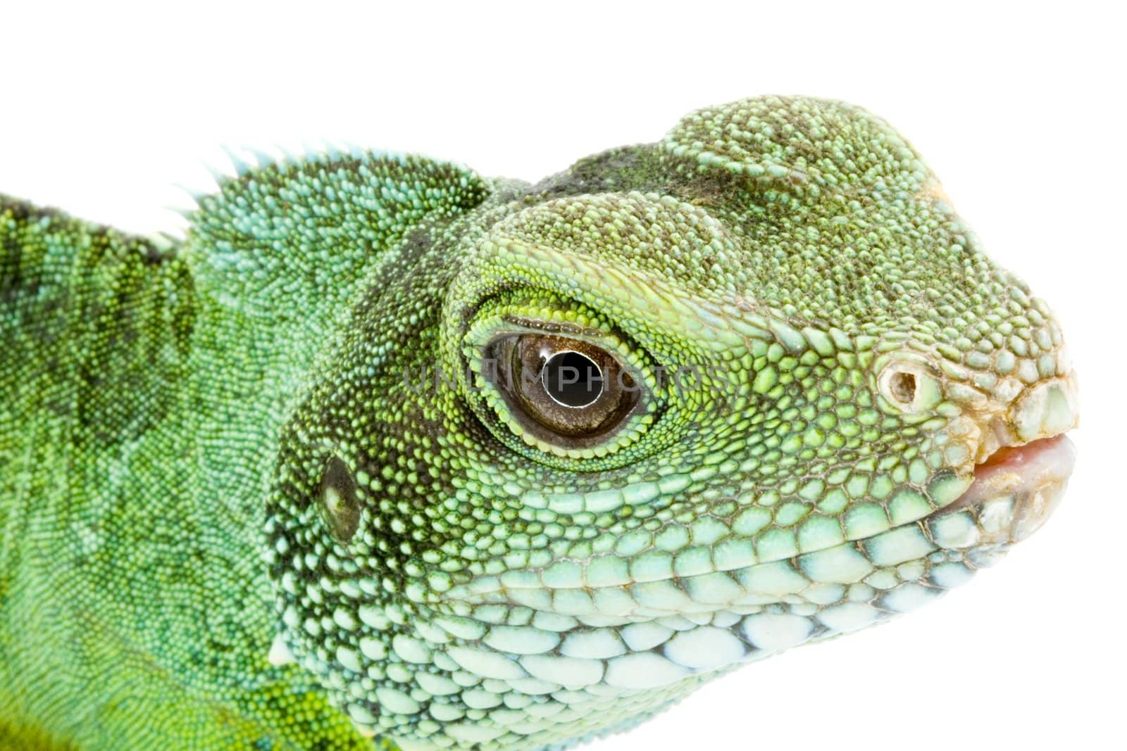 face and head of an adult agama Physignathus cocincinus 