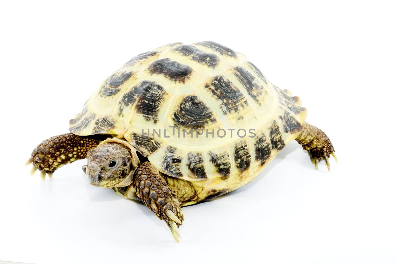 a young tortoise - Testudo horsfieldi - on the white background - close up