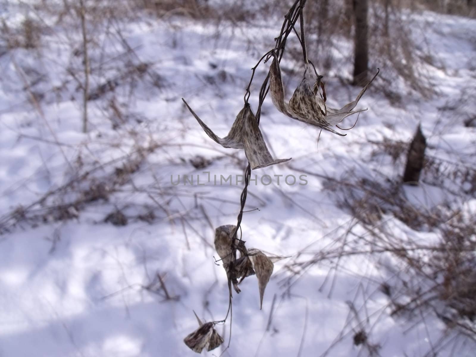 Lifeless leaves in winter by WarburtonPhotos