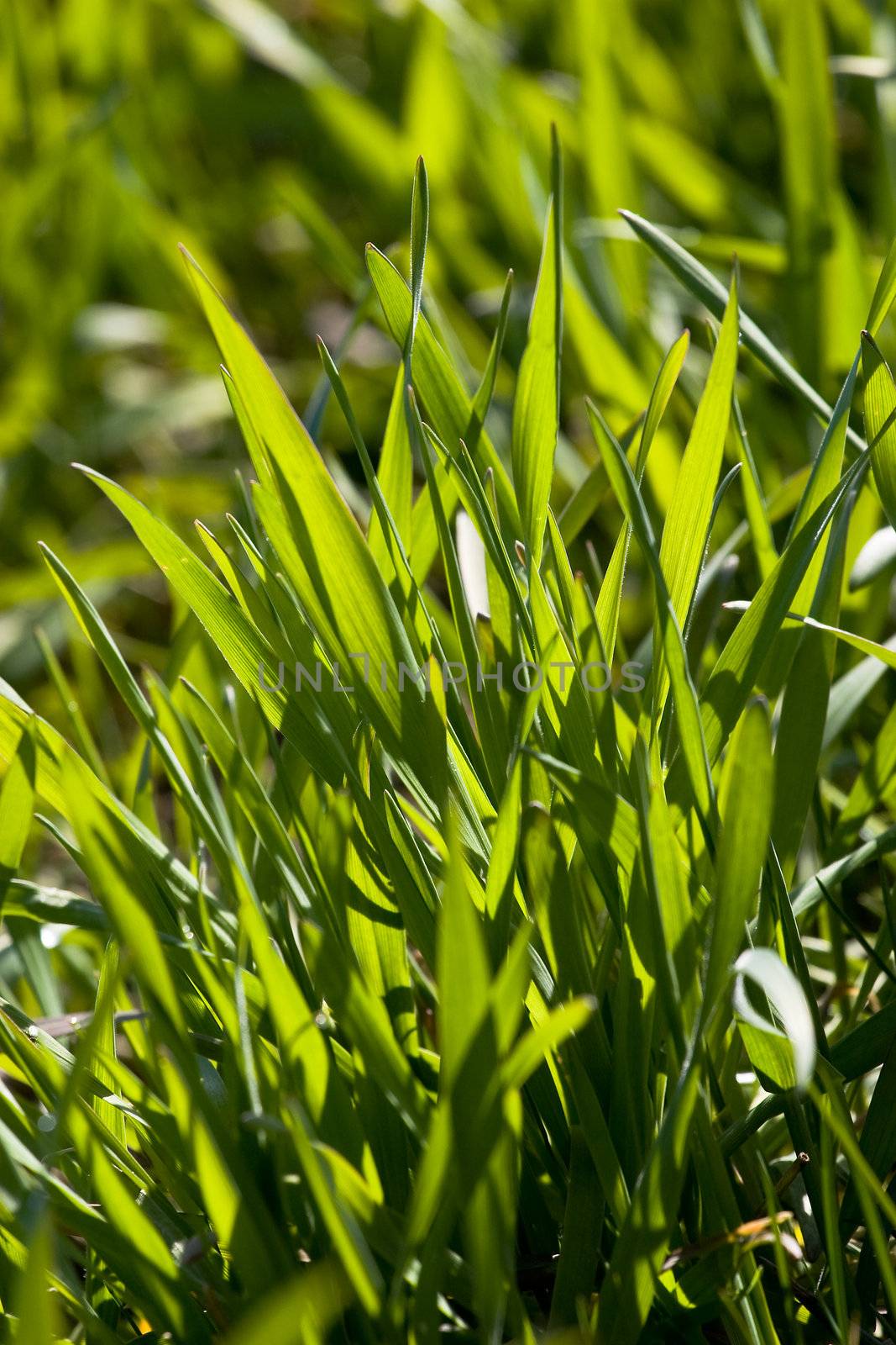 New green grass meadow background