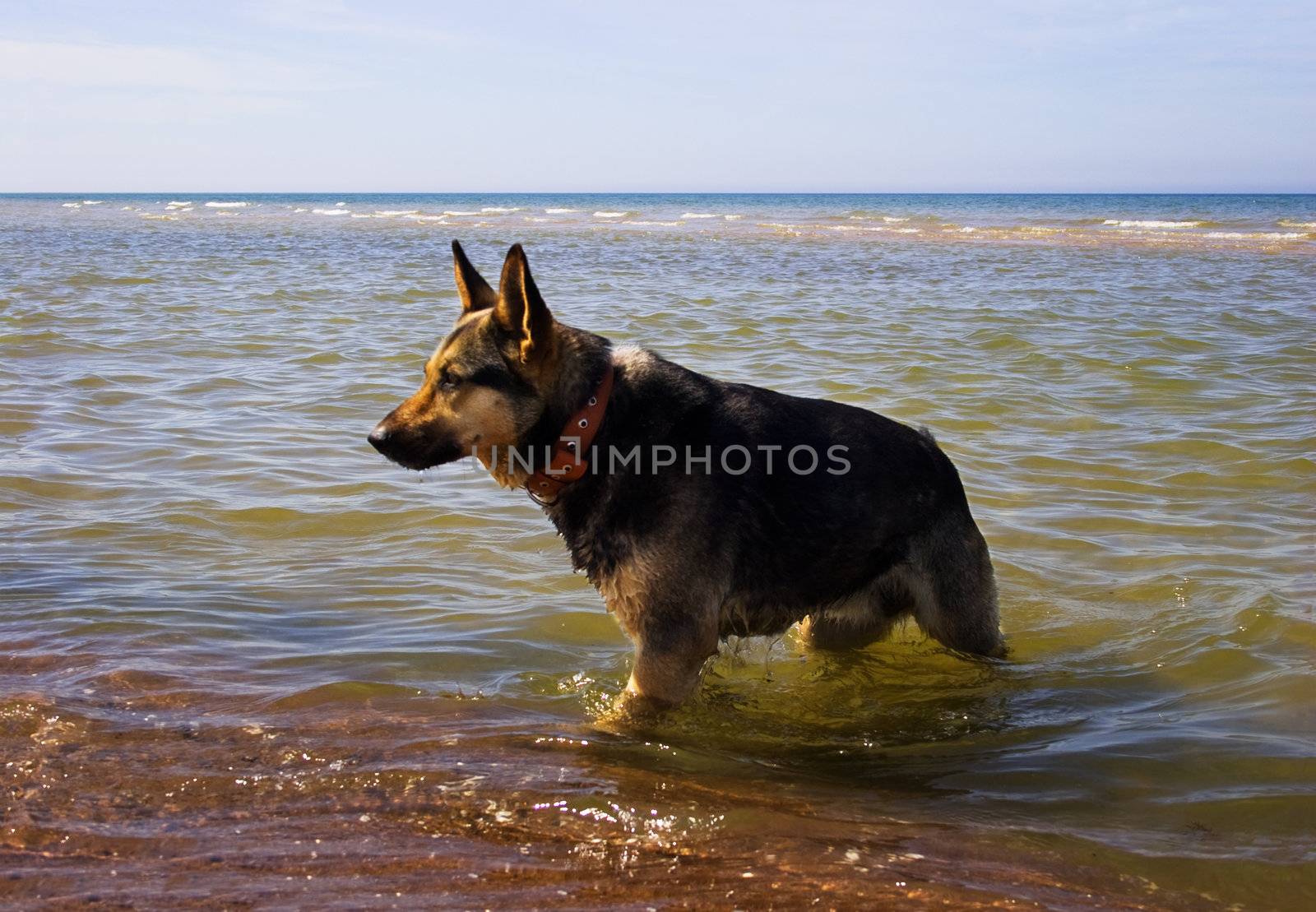 Wet German Shepherd Dog walking in the sea