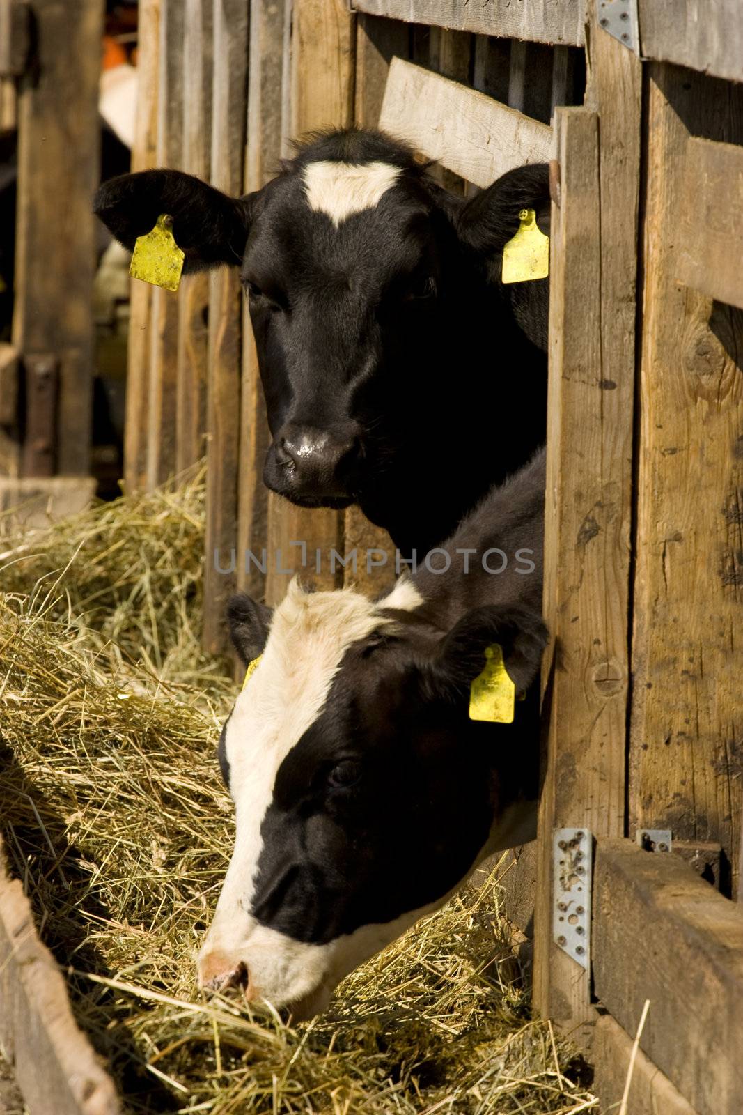 Two cows feeding hay in a farm