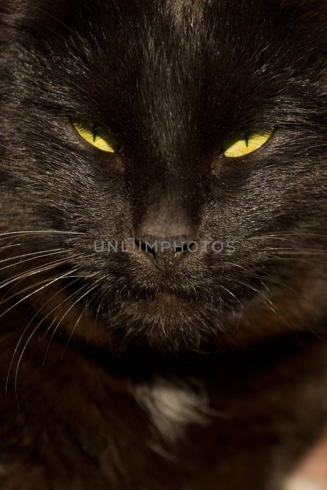 Black cats face by ints