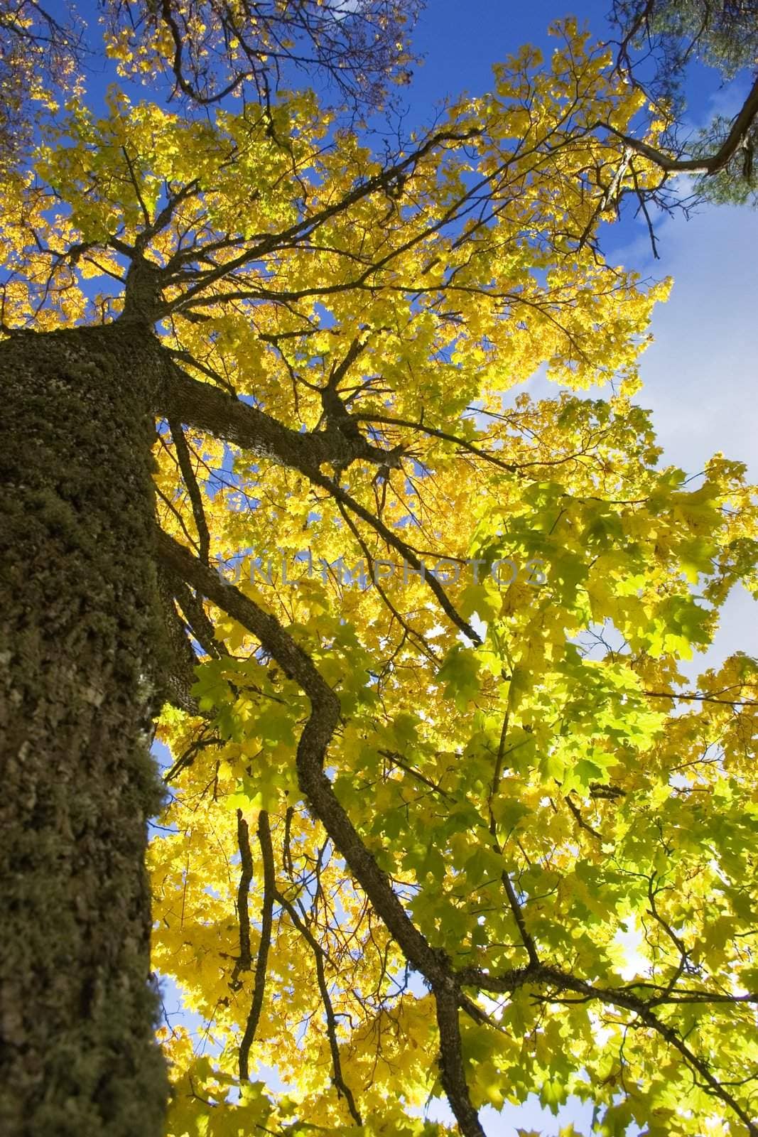 Dark maple trunk and bright yellow leaves from low angle view