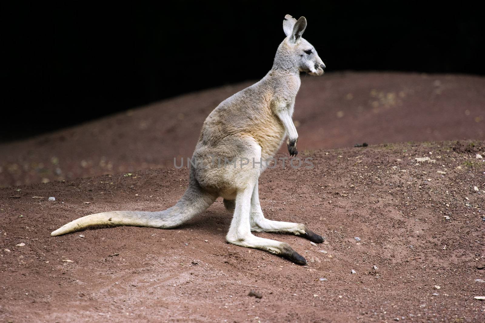 Kangaroo is a marsupial from the family Macropodidae (macropods, meaning 'large foot'). The kangaroo is an Australian icon. Clipping path for animal included.