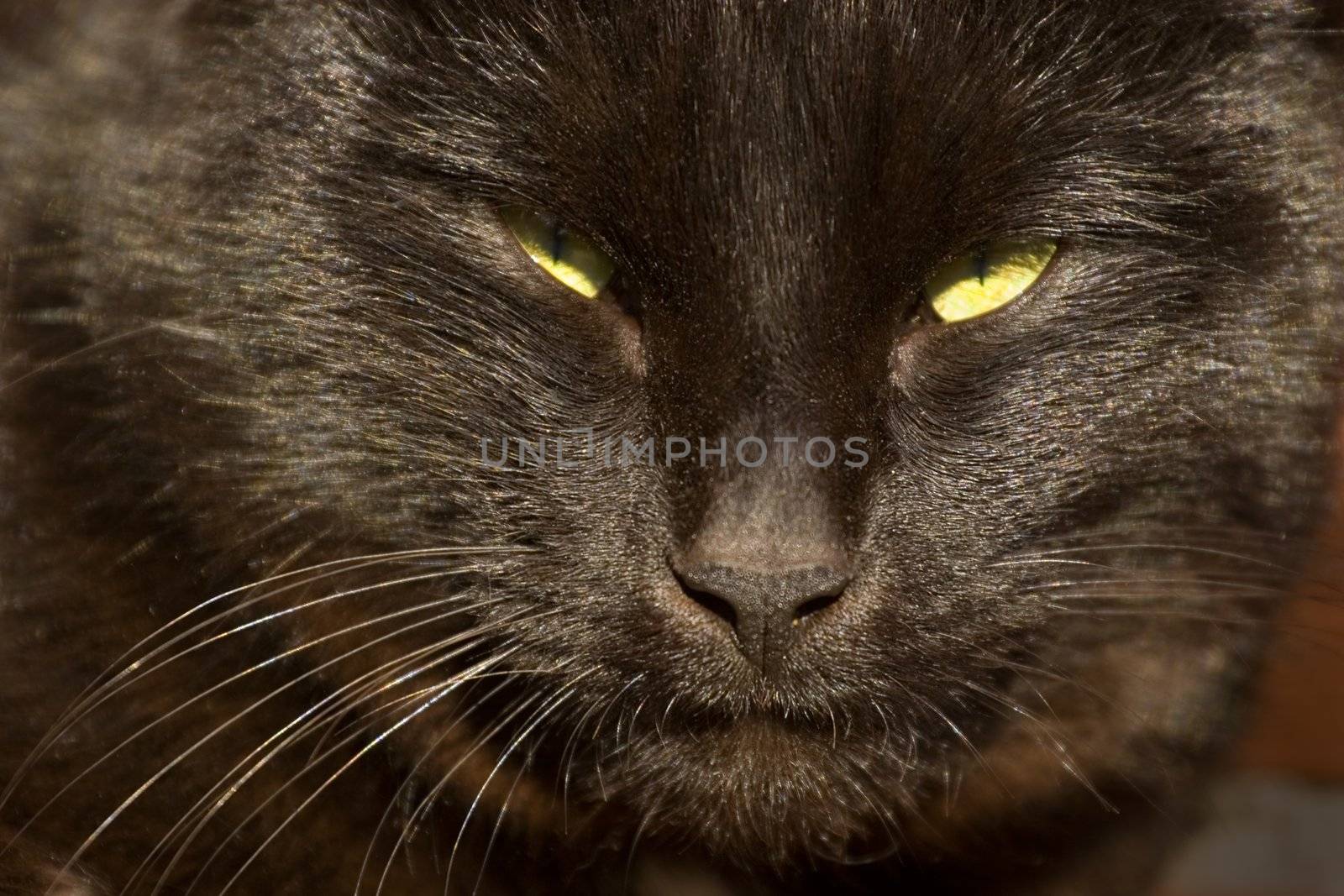 Close up of black cats face with yellow eyes
