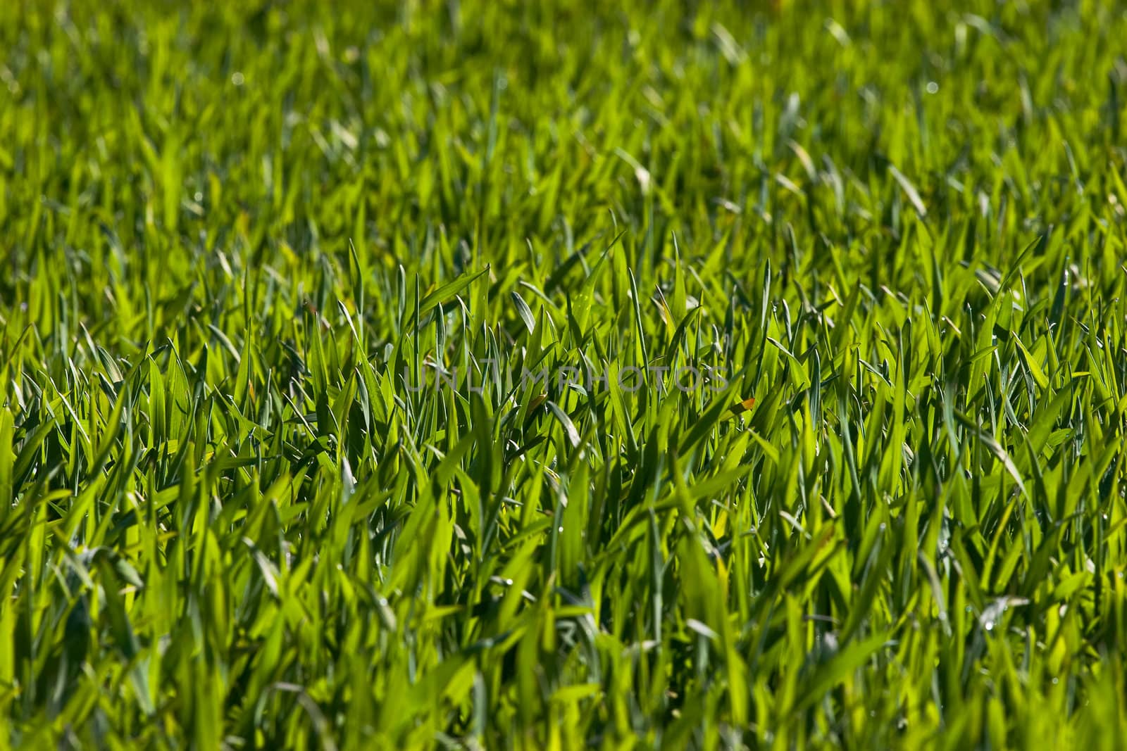 New green grass meadow background. Shallow depth of field