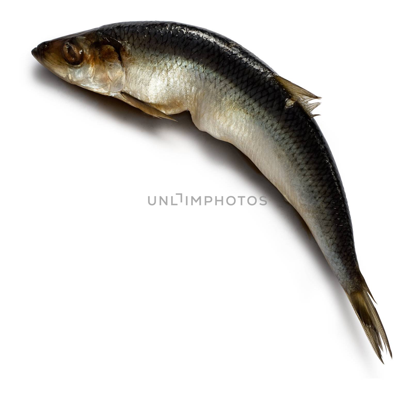 Salted herring on white background with shadow. Clipping path included.