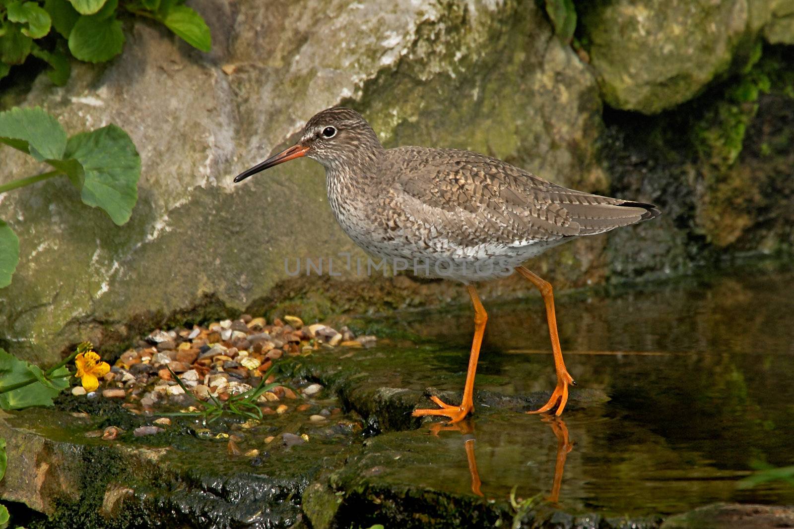 An adult Redshank with it's Summer plumage, in Norfolk, England.