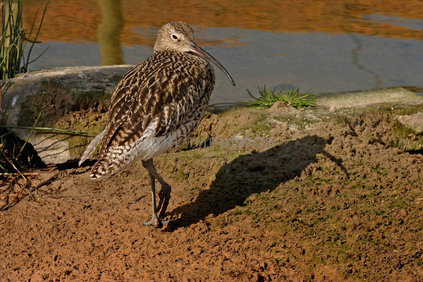 A Curlew heads for the river.