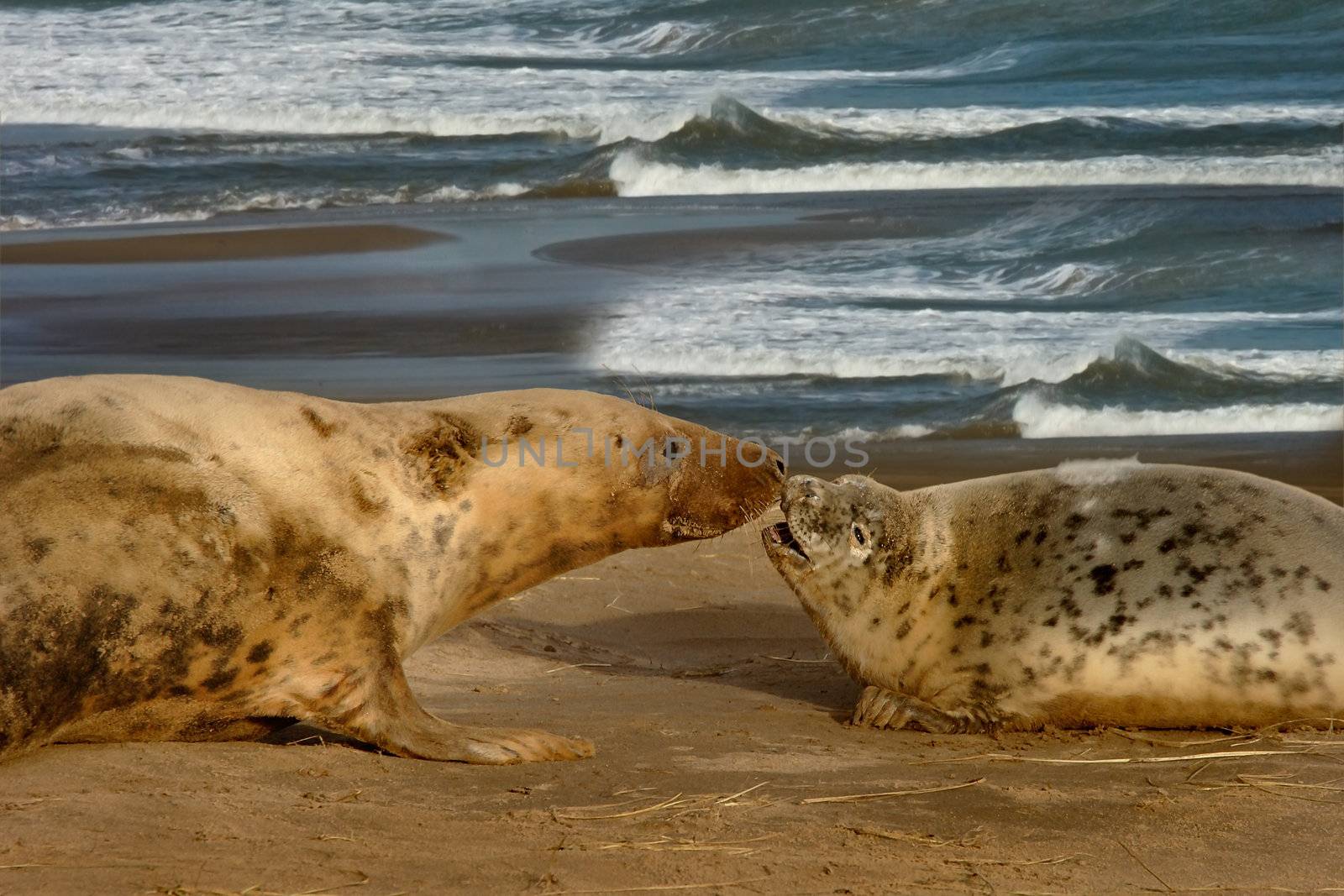 A female Atlantic Grey Seal with her pup on the beach at Donna Nook, Lincolnshire, England.