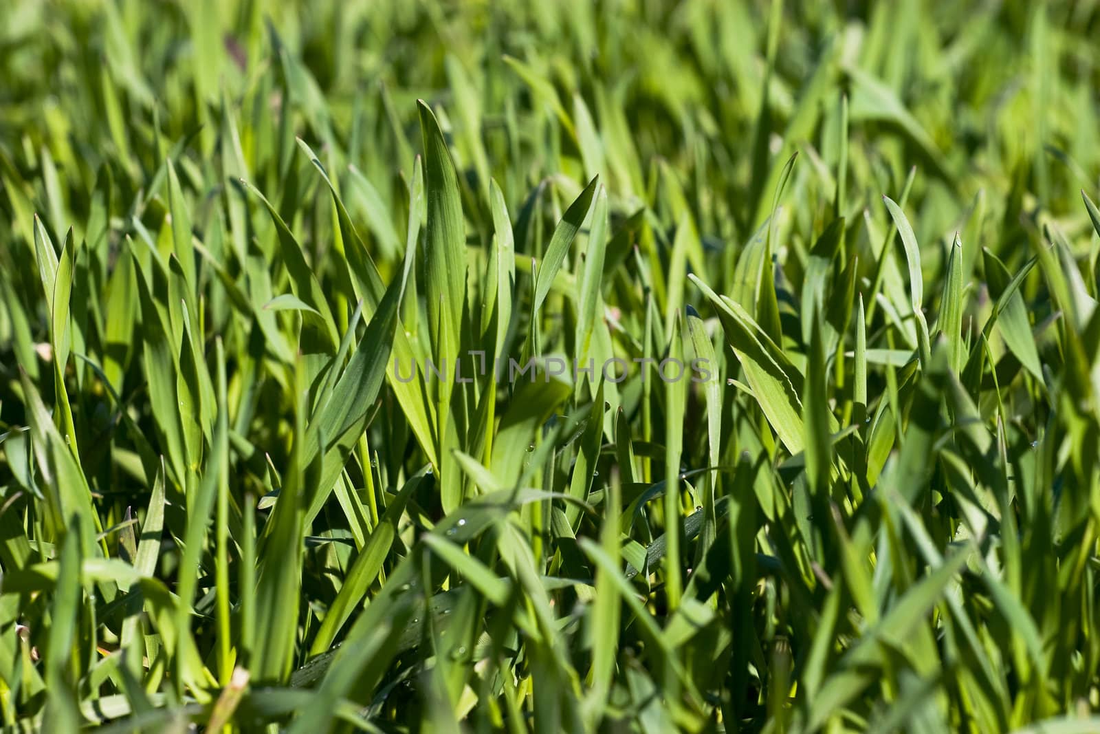 New green grass meadow background. Shallow depth of field