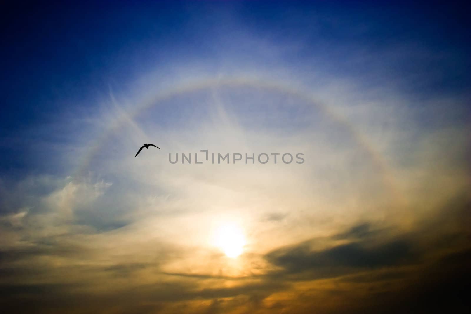 Circular rainbow around the setting sun flying seagull