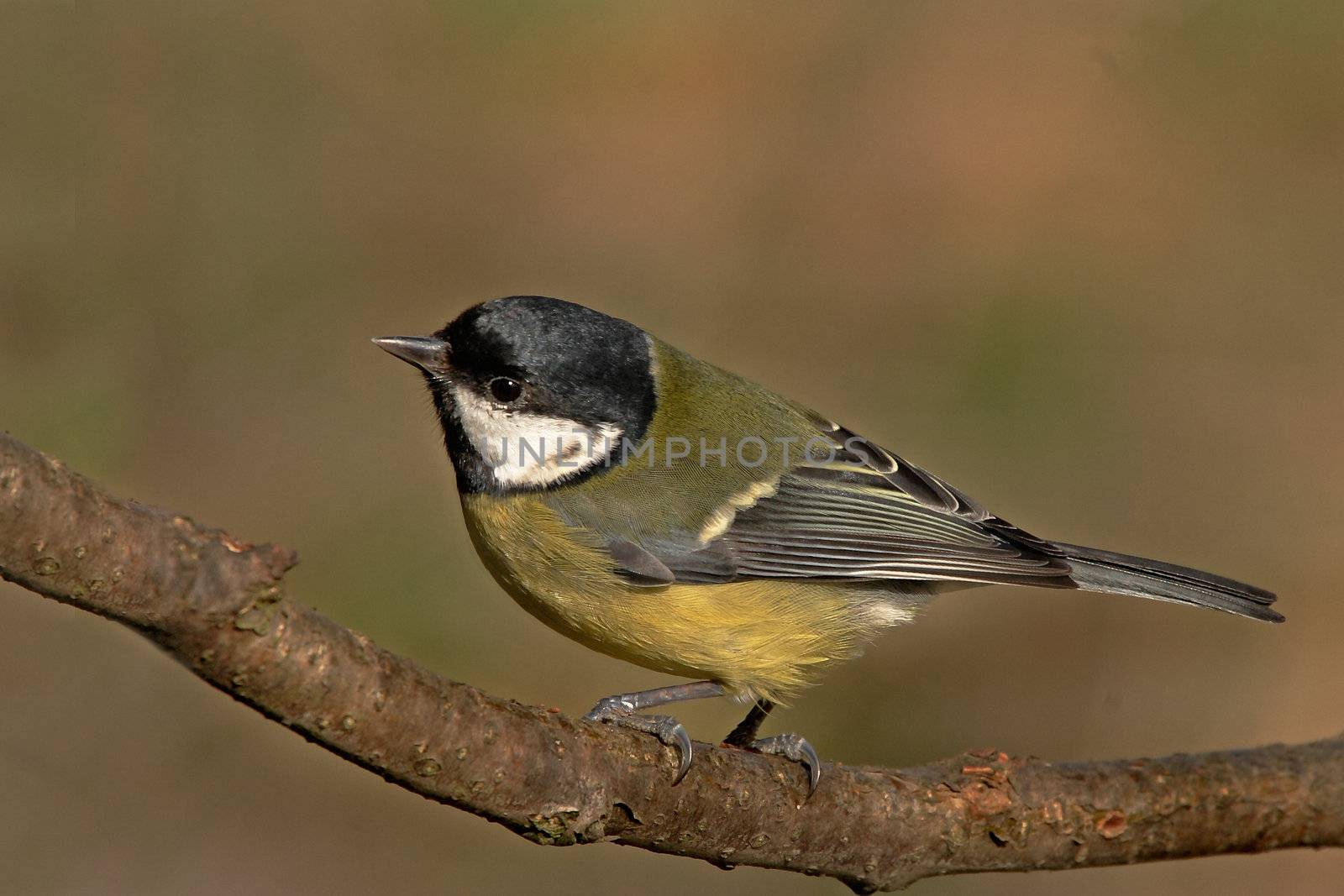 A great Tit, which frequents parks and gardens throughout Europe.