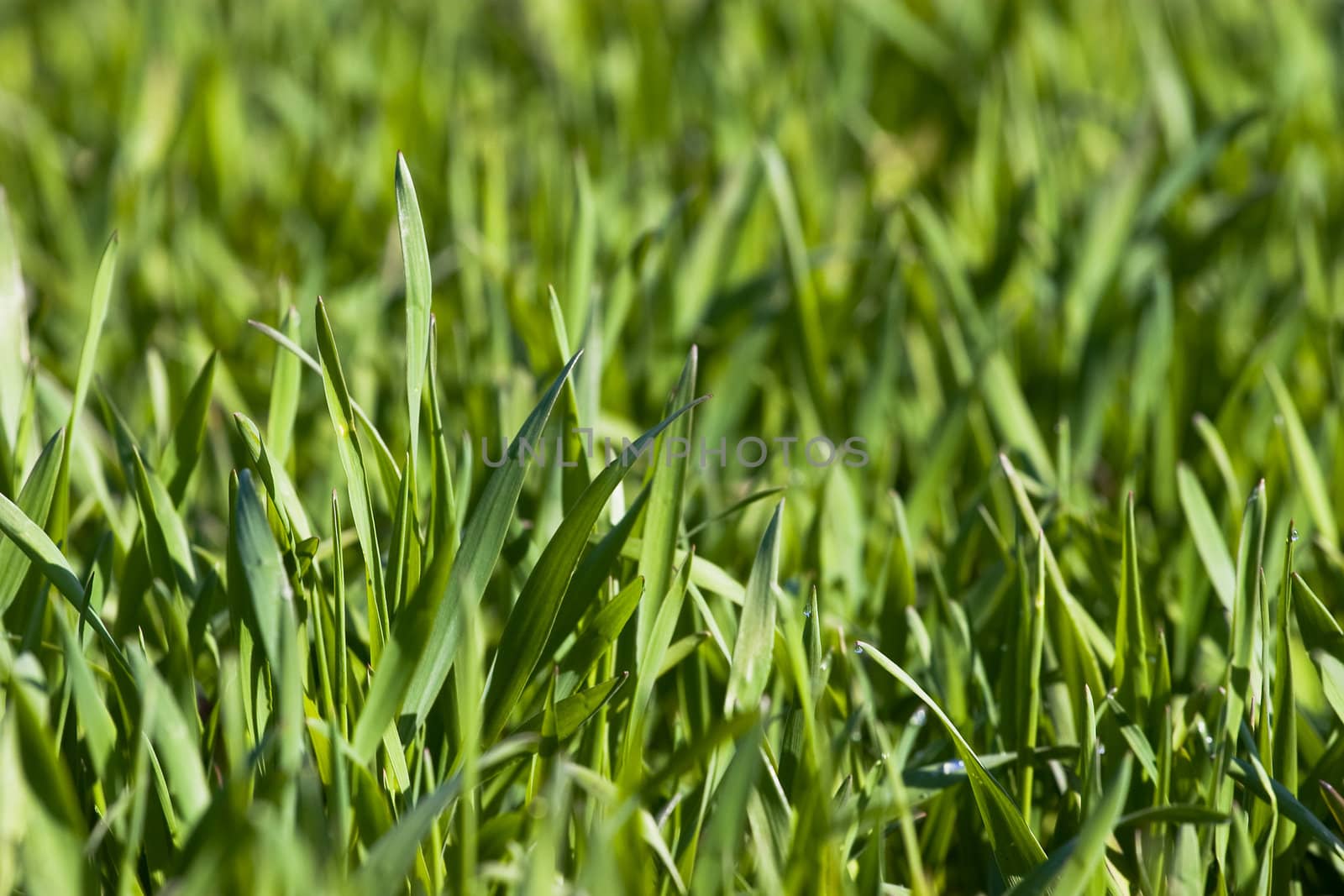 New green grass by ints