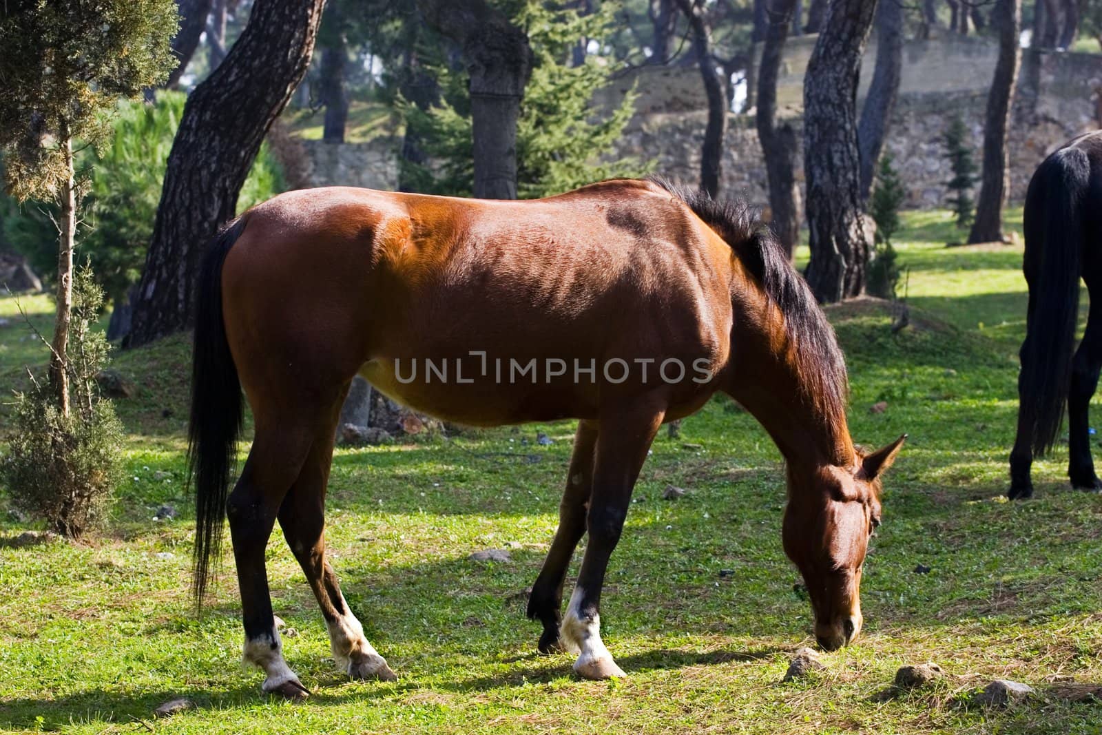 Young brown horse eating grass in forest