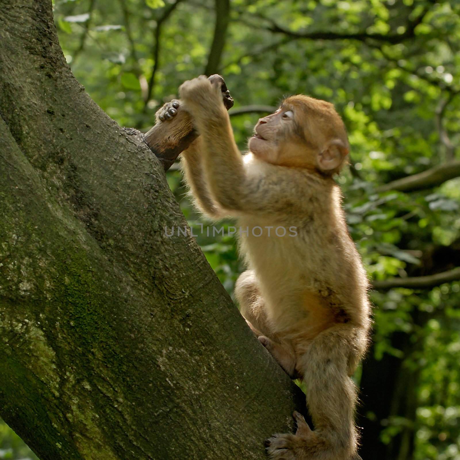 A young Barbary Macaque Monkey learning to climb.