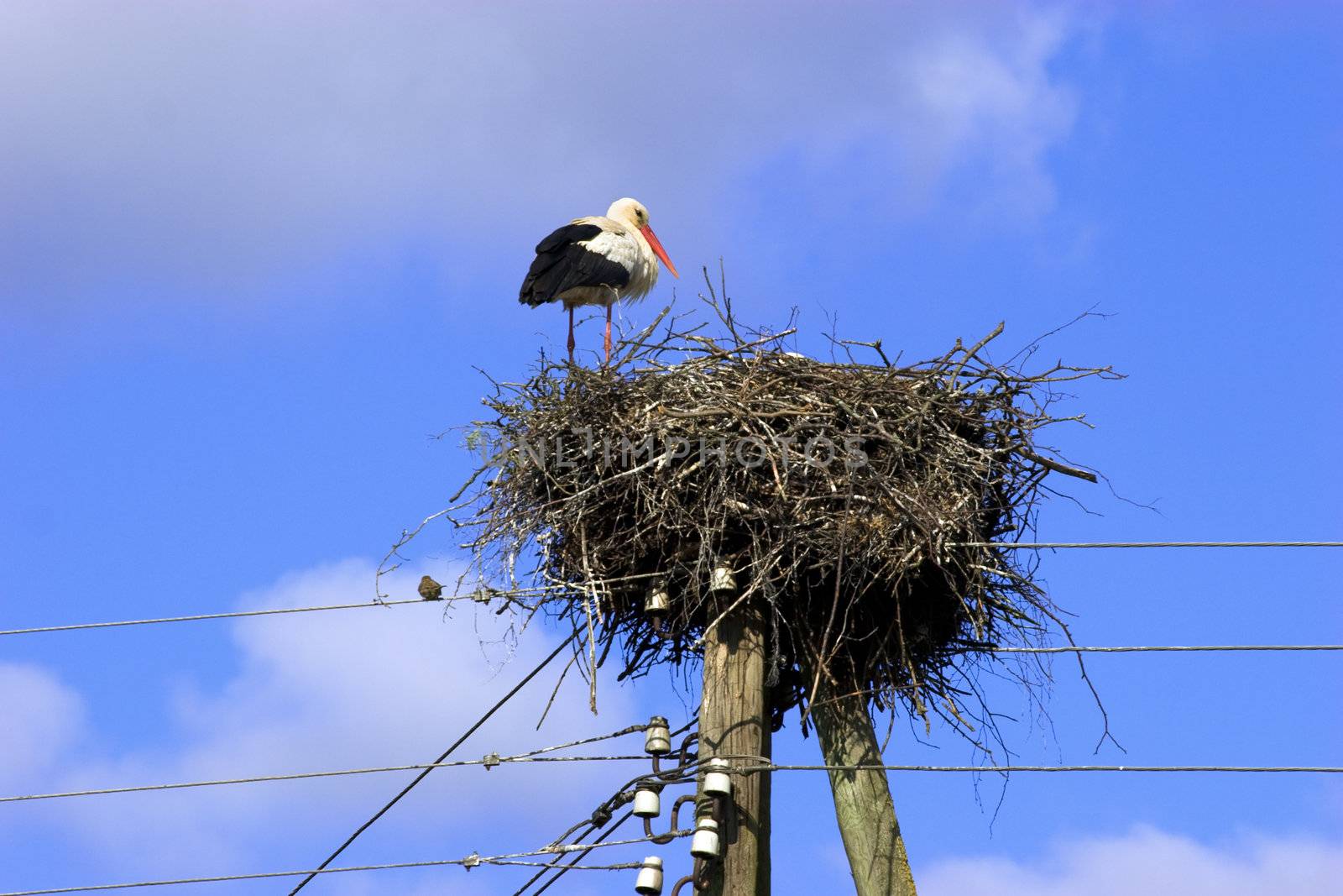 White Stork (Ciconia ciconia) in nest on power line. Backroun blue sky with white clouds. White Stork is a symbol of childbirth