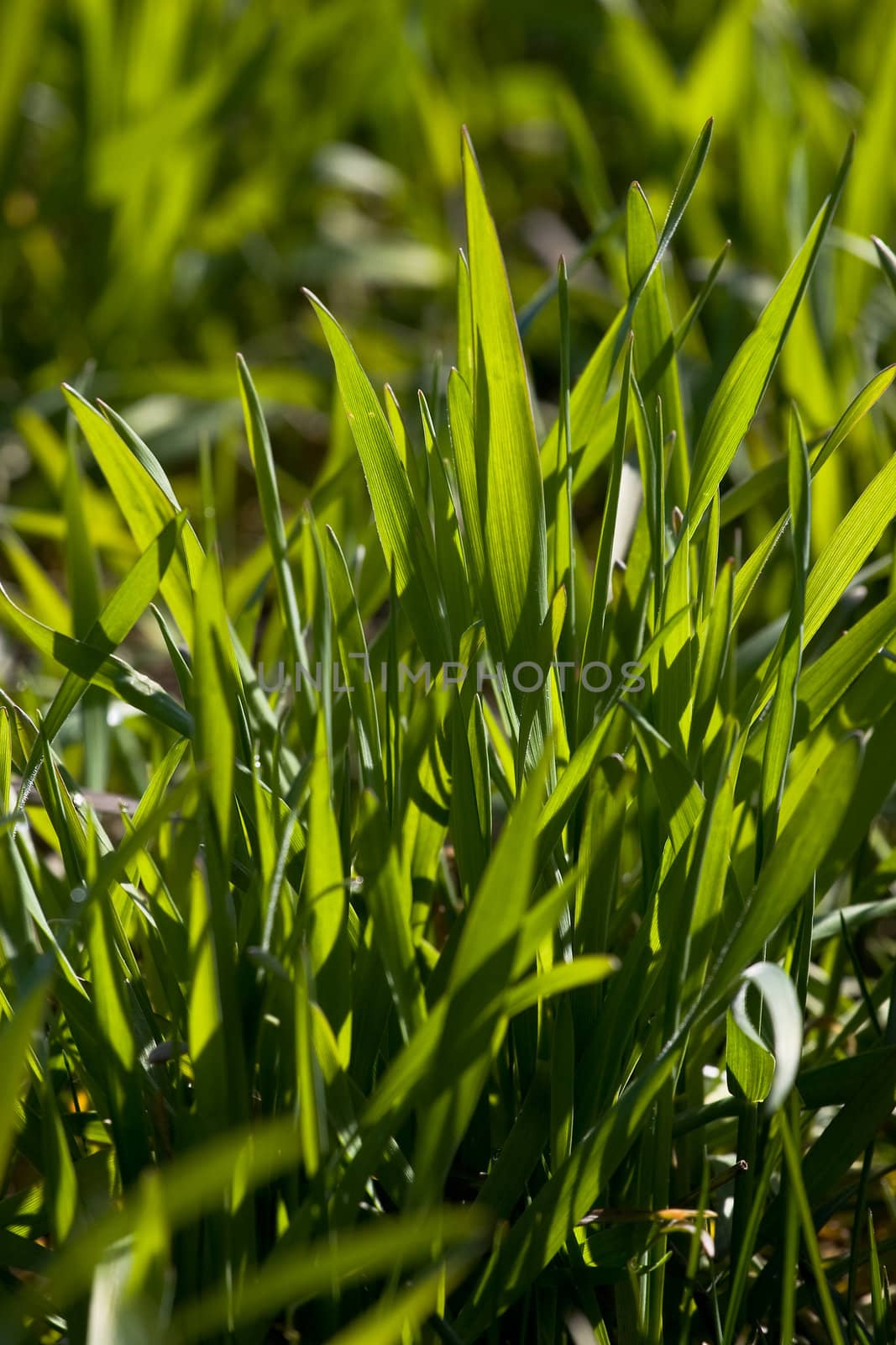 New green grass meadow background