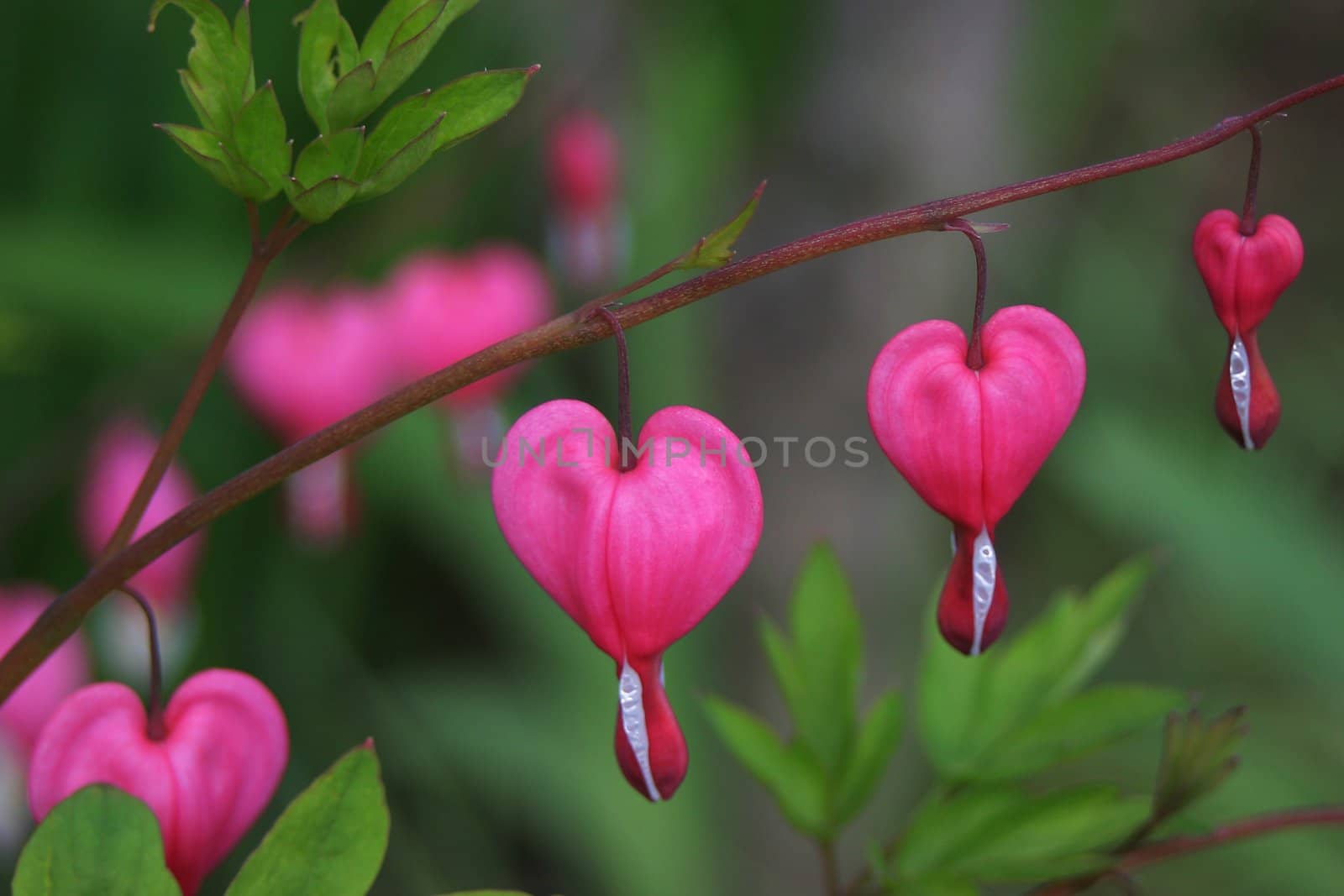 Dicentra spectabilis also known as Venus's car, bleeding heart, or lyre flower