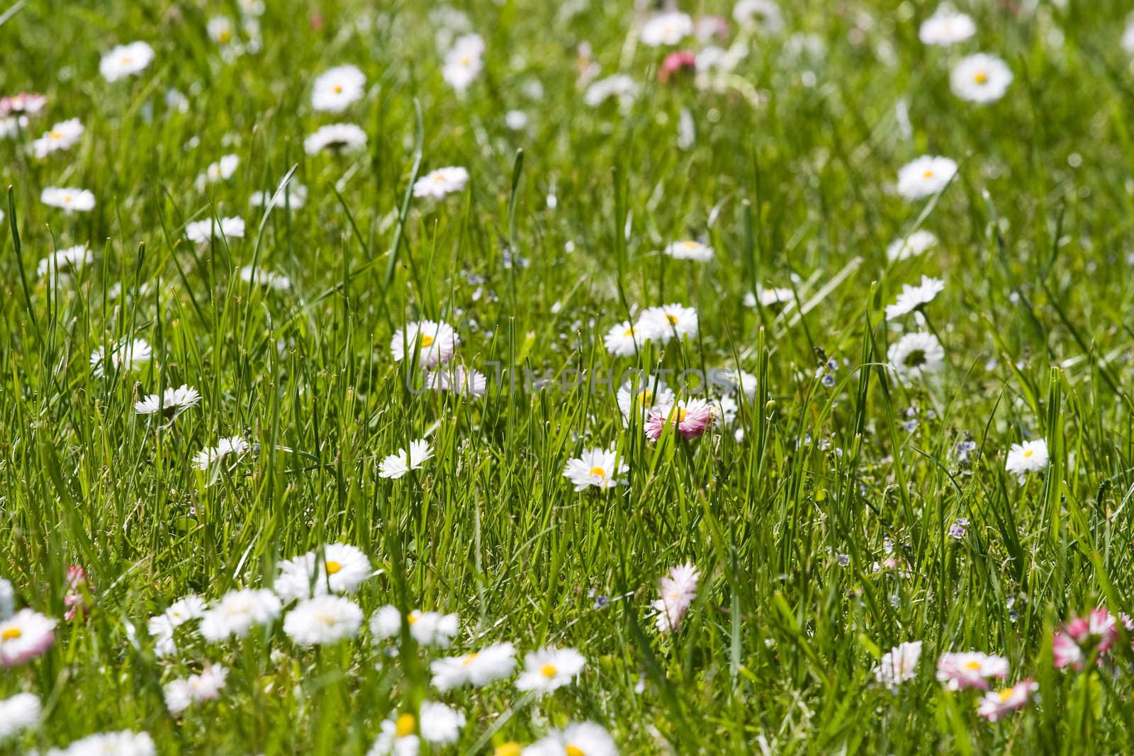Meadow with daisies by ints
