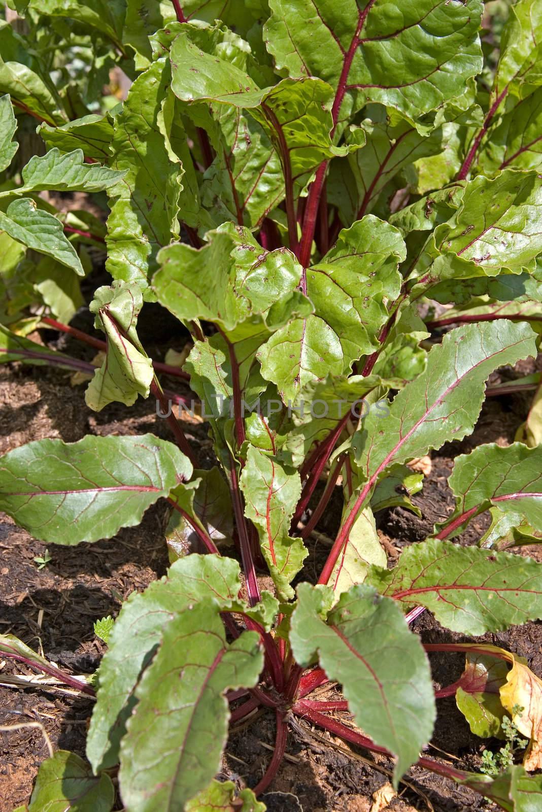 nice beetroot plants growing in the vegetable patch