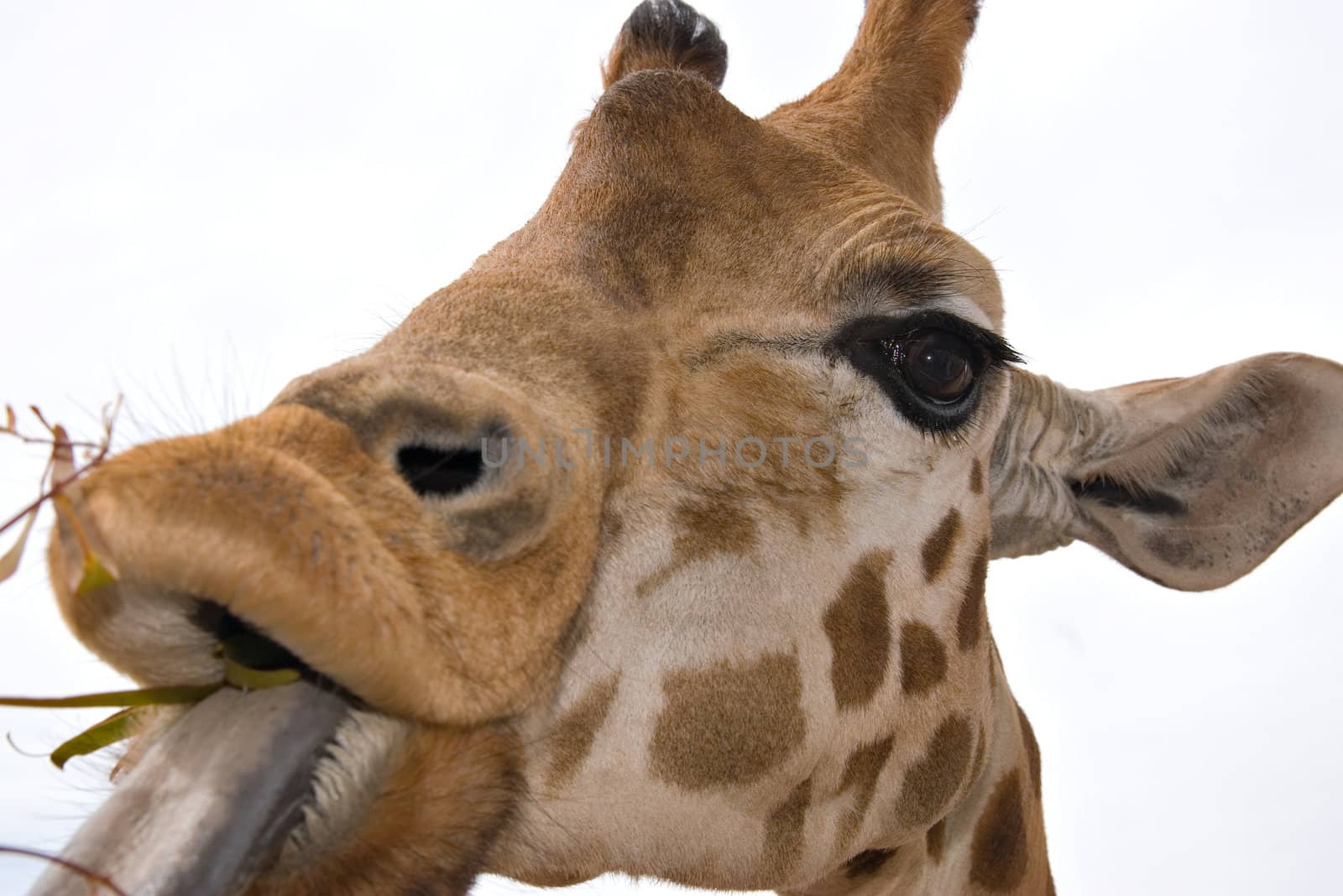 a closely cropped giraffe at eye level is eating some leaves