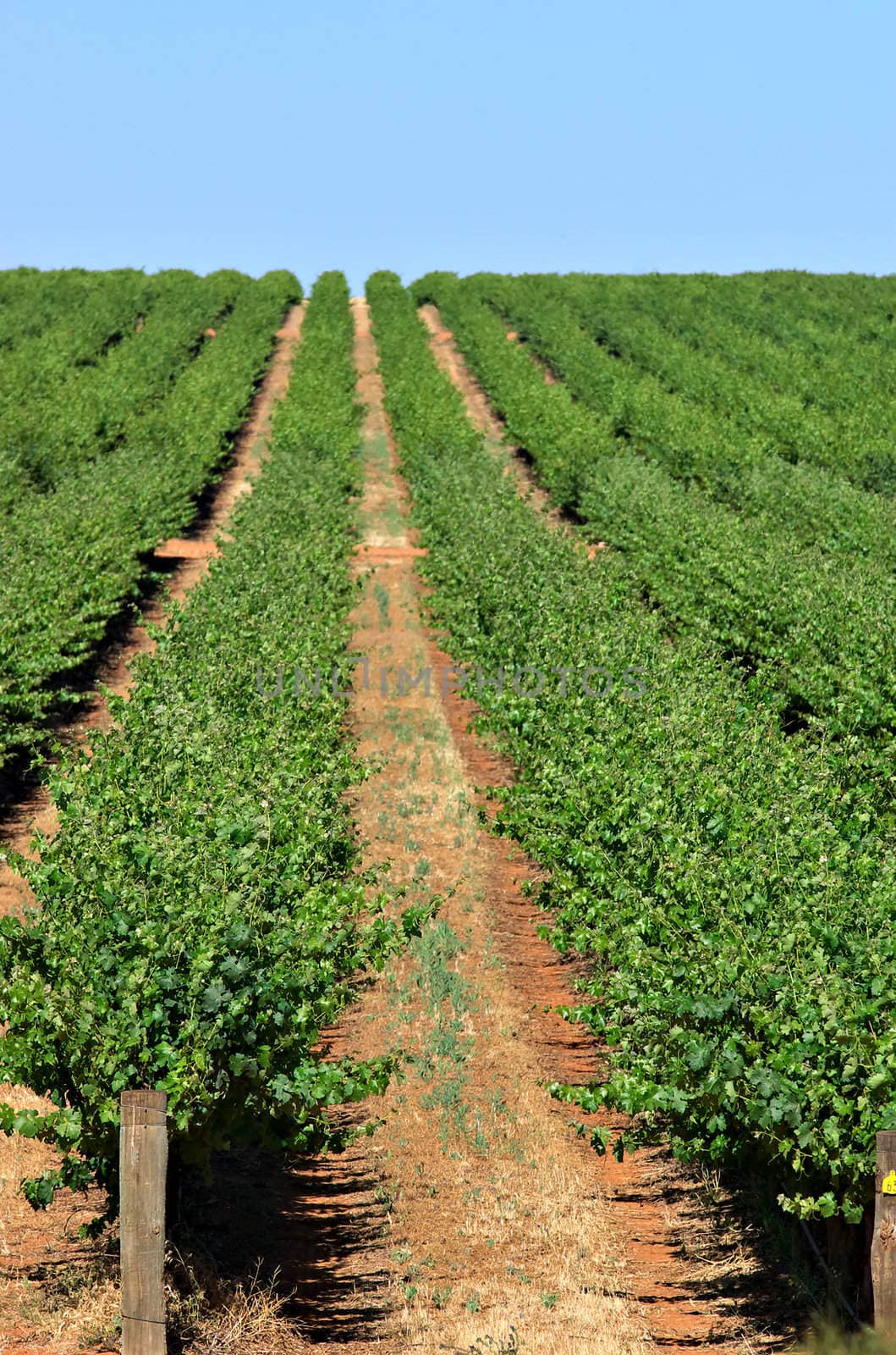 rows of grape vines reaching out over the horizon