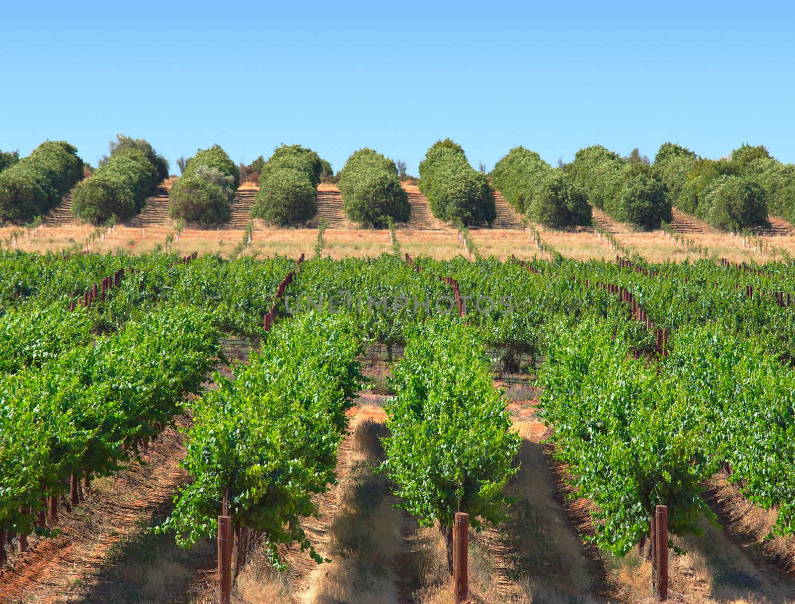 grape vines and orange bushes growing in rows in an orchard