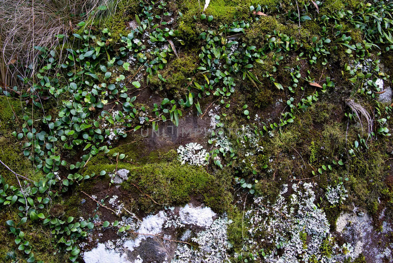 some moss and creepers on a rock in the oxley world heritage rainforest