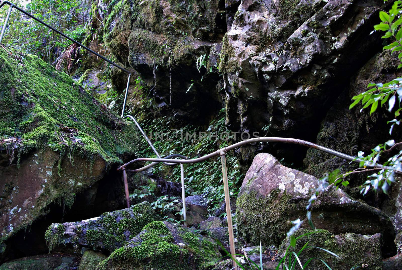 the perilous path through the oxly world heritage rainforest 