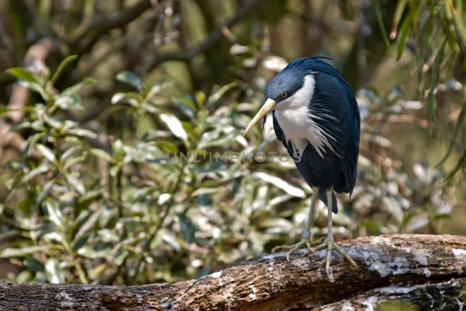 Pied Heron Ardea picata stands on a log