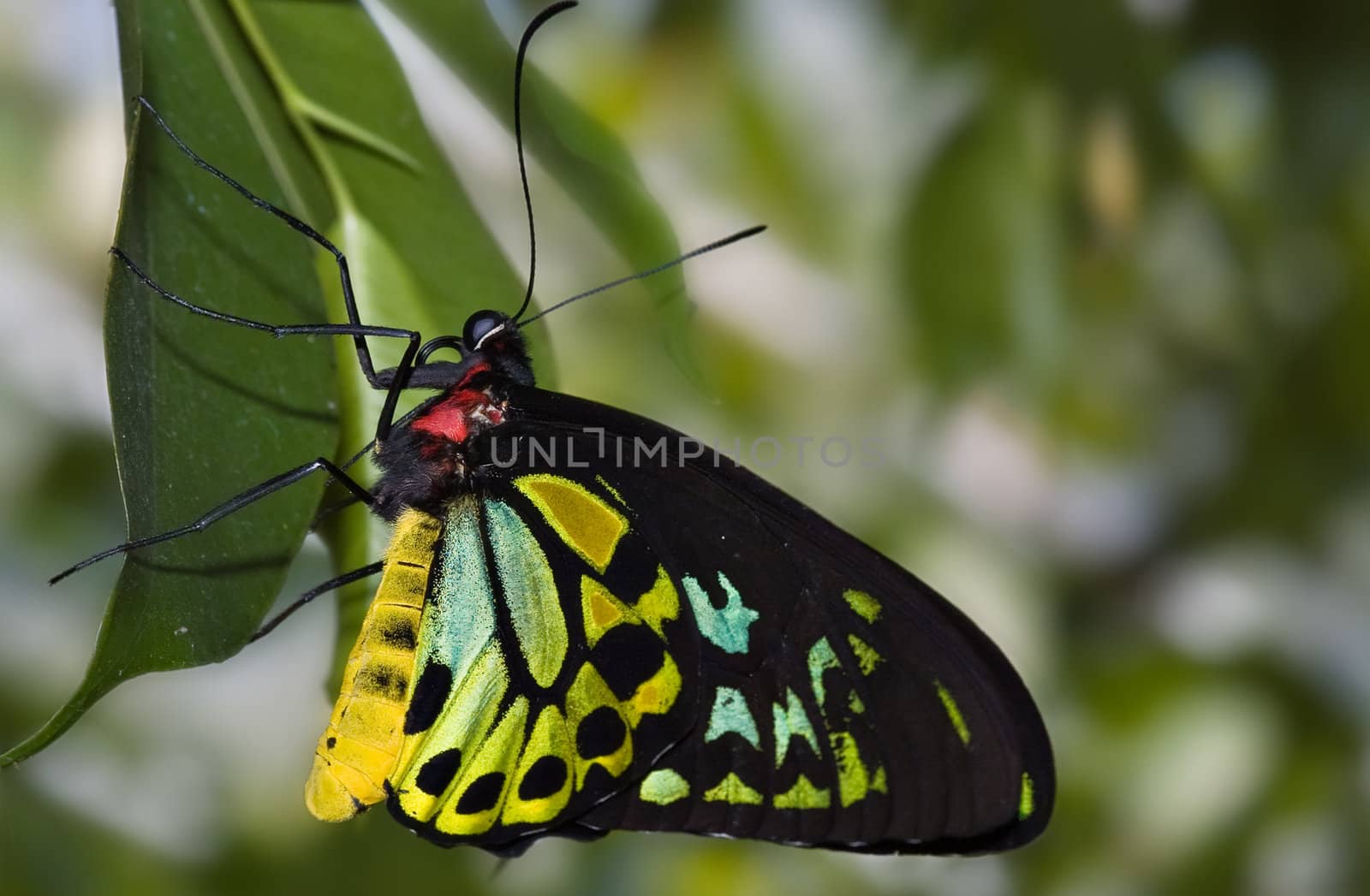 beautiful green and black butterfly hangs on a leaf
