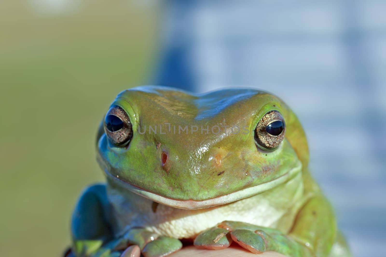 green tree frog
