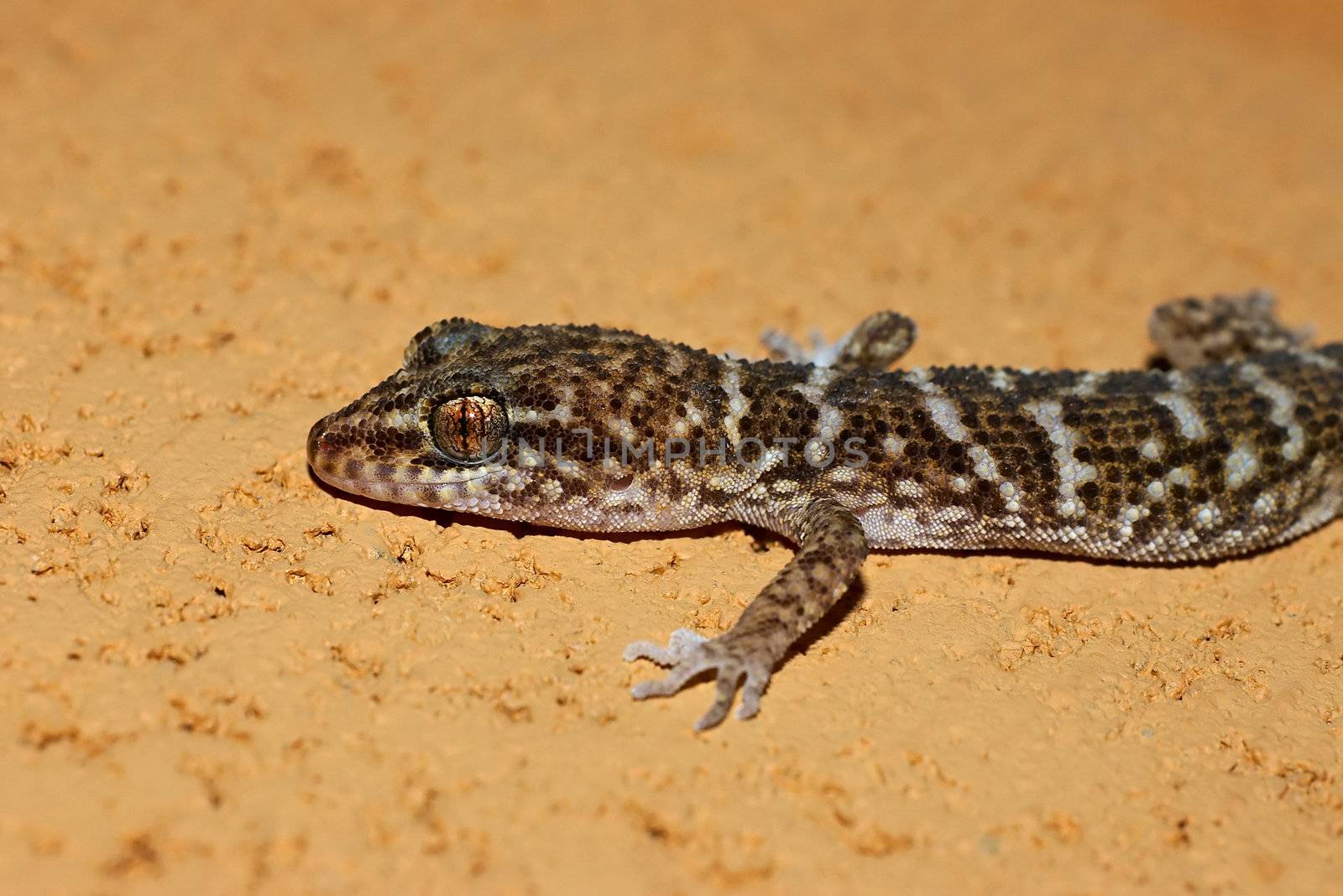 gecko on stone